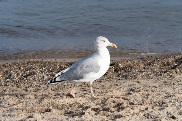 Mewa czeka na plaży naprzeciwko wody. — Zdjęcie stockowe