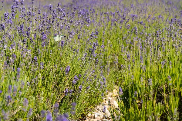 Un campo lleno de lavanda a la luz del sol — Foto de Stock