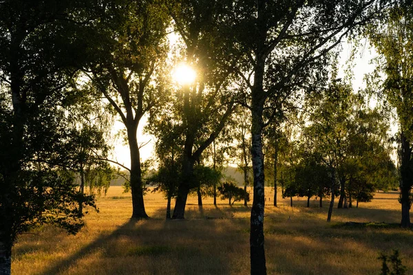 La luce dorata del sole splende attraverso gli alberi — Foto Stock