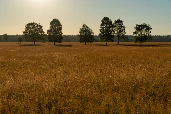 Eine Wüste aus Gras mit ein paar Bäumen unter Sonnenschein und blauem Himmel — Stockfoto