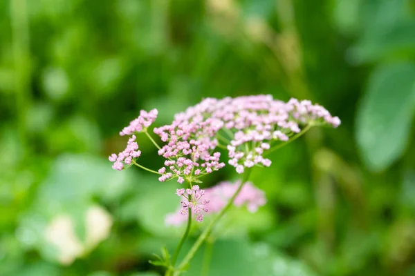 Gros plan de petites fleurs dans la nature — Photo