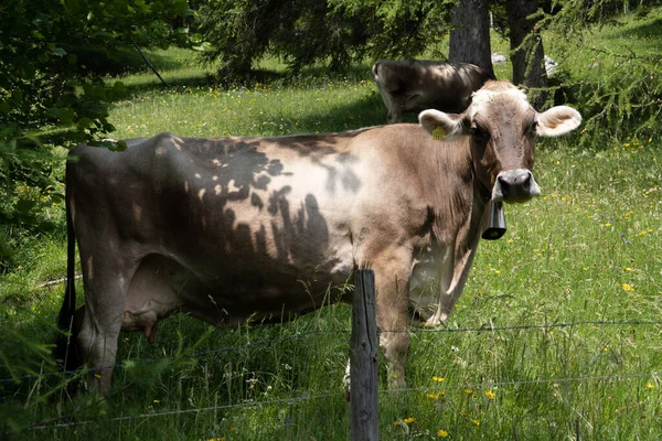 Een bruine koe met een belletje in de alpen — Stockfoto