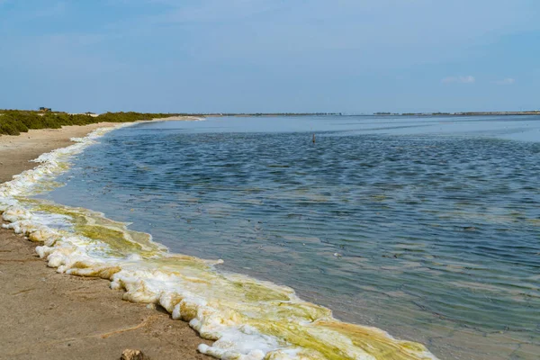 Green toxic looking foam at the edge of an salt lake