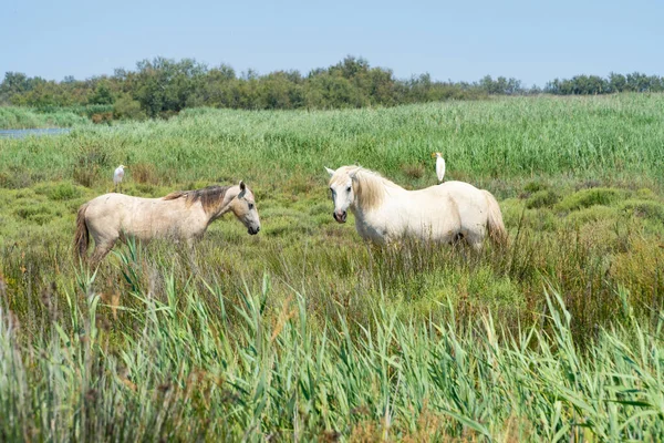 Chevaux sauvages debout dans un champ sous le ciel bleu, oiseaux assis sur leur dos — Photo