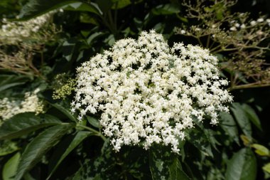 Beyaz bir çiçeğin başını kapat.