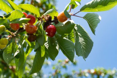 Kiraz ağacının bir dalına yakın güneş ışığında kirazlar, arka planda açık mavi gökyüzü