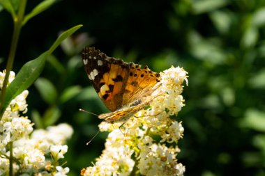 Ayrıntılı ve renkli bir kelebeğin, güneş ışığında bir çiçeğin tepesinde oturuşunu.