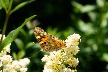 Ayrıntılı ve renkli bir kelebeğin, güneş ışığında bir çiçeğin tepesinde oturuşunu.