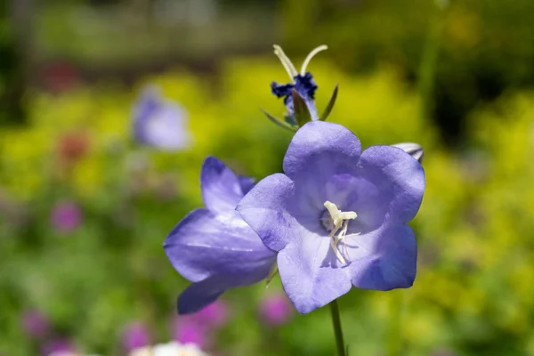 Закрыть голову фиолетового голубого цветка в солнечном свете — стоковое фото