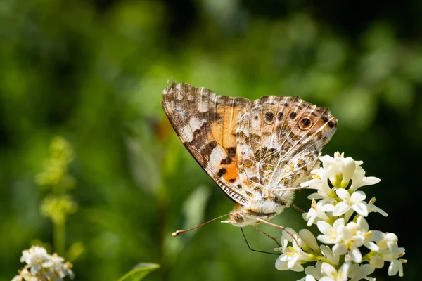 Detailní záběr detailního a barevného motýla sedícího na květinové hlavě na slunci — Stock fotografie