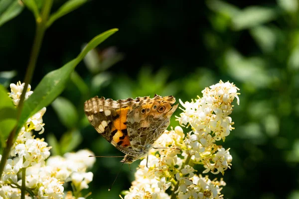 Nahaufnahme eines detaillierten und farbenfrohen Schmetterlings, der auf einem Blütenkopf im Sonnenlicht sitzt — Stockfoto
