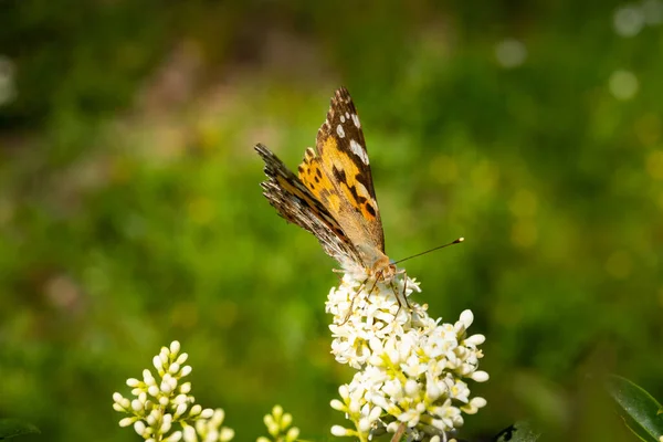 Primer plano de una mariposa detallada y colorida sentada en una cabeza de flor a la luz del sol — Foto de Stock