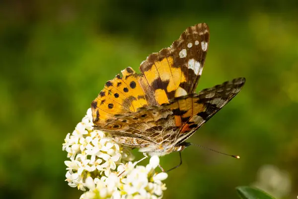 Detailní záběr detailního a barevného motýla sedícího na květinové hlavě na slunci — Stock fotografie