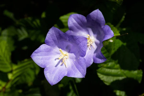 Fechar as cabeças de flores violetas à luz do sol — Fotografia de Stock