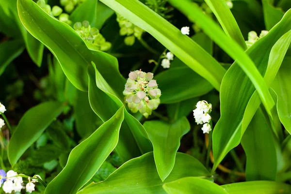 Naar beneden kijkend in de groene bladeren en bloesems in de tuin — Stockfoto