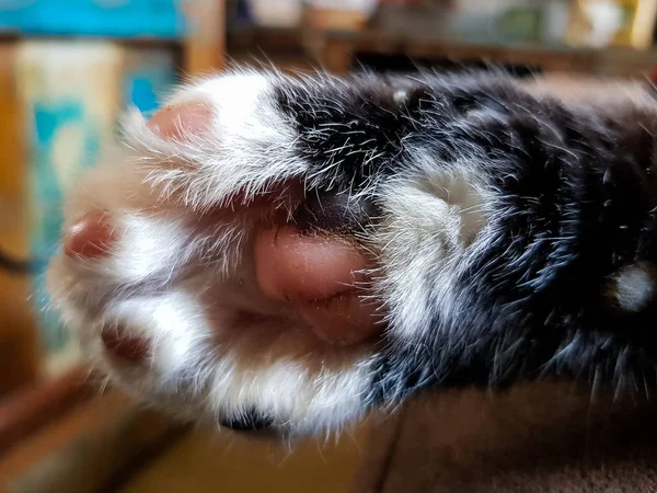 A black and white cat paw from below — Stok Foto