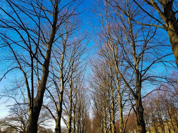 Аллея лиственных деревьев весной под голубым небом — стоковое фото