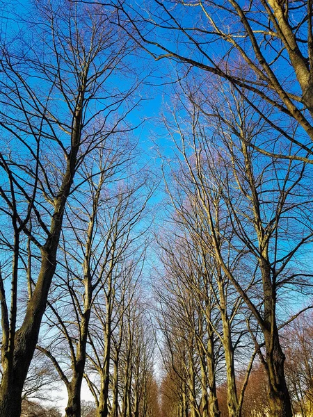 Ulička bez listí na jaře pod modrou oblohou — Stock fotografie