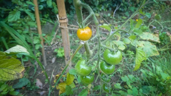 Close up de tomates verdes e laranja no quintal — Fotografia de Stock