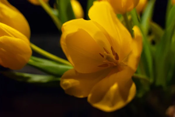 A bouquet of yellow tulips on black background — Stock Photo, Image