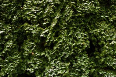 Kışın karla kaplı fidan ağaçları