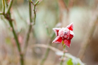 Kurumuş ve donmuş bir gül, kışın açar.