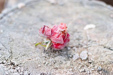 Renkli, kurumuş ve donmuş bir gül. Kışın ağaçta çiçek açar.