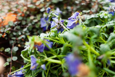 Çiçeklerdeki buz kristallerini kapat