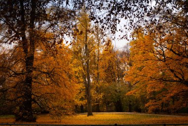 Sonbaharda renkli altın, turuncu, kamış ağaçları ve yaprakları