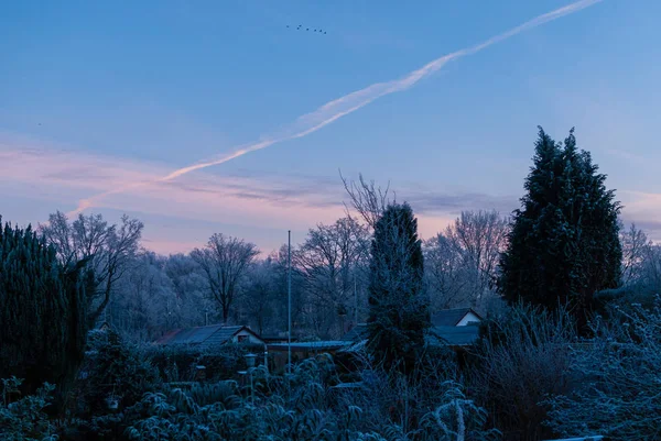 Alberi e cespugli all'inizio della mattina d'inverno — Foto Stock