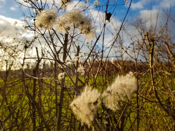 Katoen als bloemen in de winter — Stockfoto