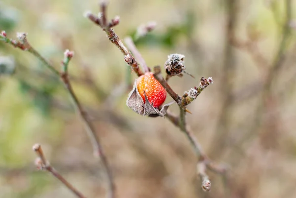Uma flor seca e congelada no inverno — Fotografia de Stock
