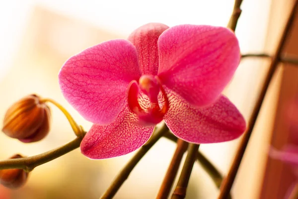 Borroso primer plano de una flor de orquídea rosa roja —  Fotos de Stock