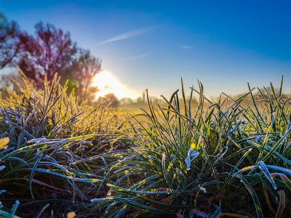 Acercamiento del rocío en la hierba de un campo verde mientras sale el sol —  Fotos de Stock