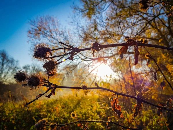 Primo piano dei cardo durante l'alba — Foto Stock