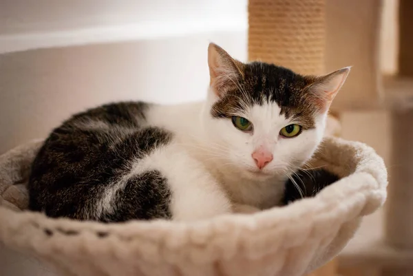 A black and white cat laying in her nest looking at you with her green eyes — Stock Photo, Image