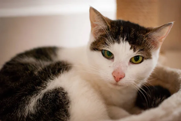 A black and white cat laying in her nest looking at you with her green eyes — Stock Photo, Image