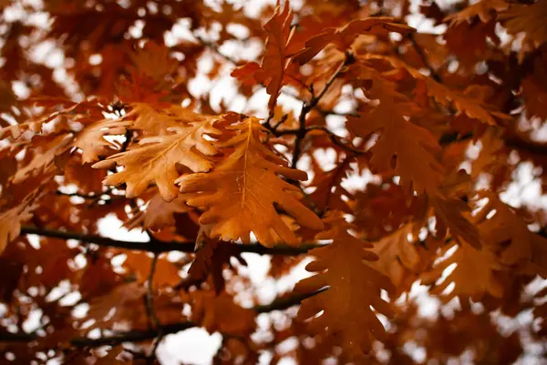 Nahaufnahme von rotbraunen Blättern im Herbst — Stockfoto