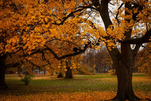 Fekete fák sárga piros narancssárga levelekkel egy zöld gyepen ősszel — Stock Fotó