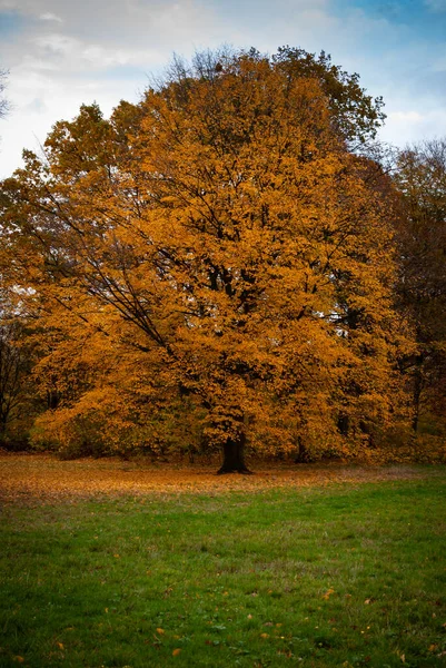 Ein großer Baum mit orange-rot-gelben Blättern auf einem Rasen im Herbst — Stockfoto