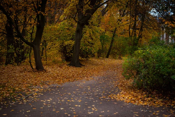 木々や茂みに囲まれた路地で、秋には紅葉が見られます。 — ストック写真