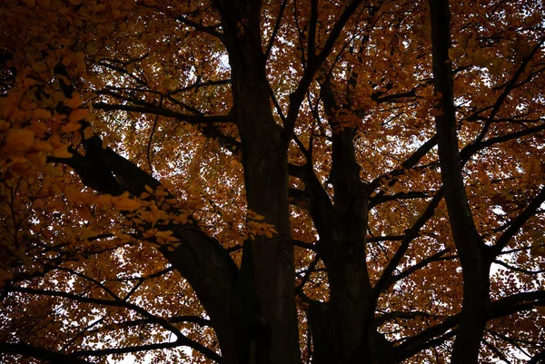 Zwarte bomen met kleurrijke rode oranje bladeren in de herfst — Stockfoto