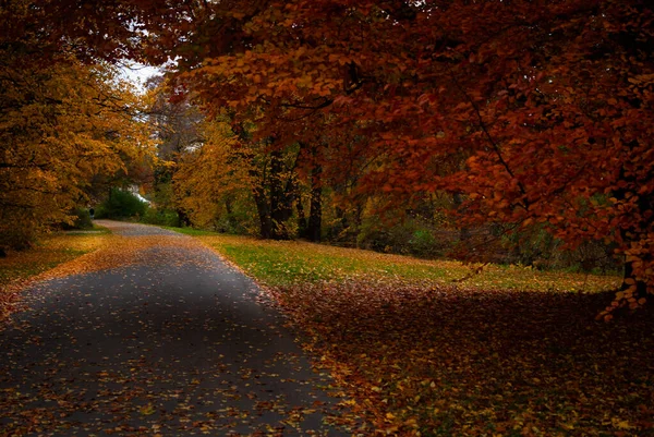 Un callejón con hojas verdes anaranjadas rojas en otoño — Foto de Stock