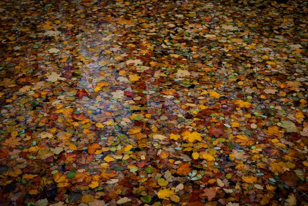 Осенью закройте красные оранжево-желтые цветные листья в воде — стоковое фото