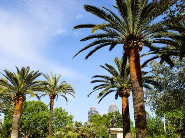 Güneşli mavi gökyüzünün önündeki parkta palmiye ağaçları
