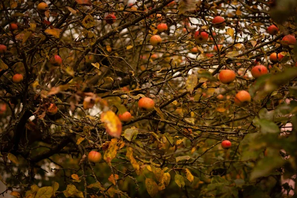 Reife rote Äpfel in einem Baum — Stockfoto