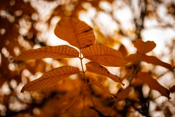 Einige warme orange-rote Herbstblätter — Stockfoto