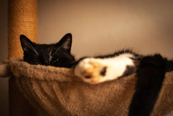 Een slaperige kat ontspant zich in zijn nest — Stockfoto