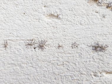 Üzerinde bitki kökleri olan beyaz bir duvar.