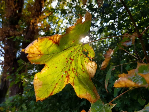 Nahaufnahme eines Blattes im Herbst, das Sonnenlicht, das durch die Rückseite des Blattes scheint — Stockfoto